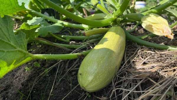 Без такого кабачкового рулета летнее меню точно не обойдётся