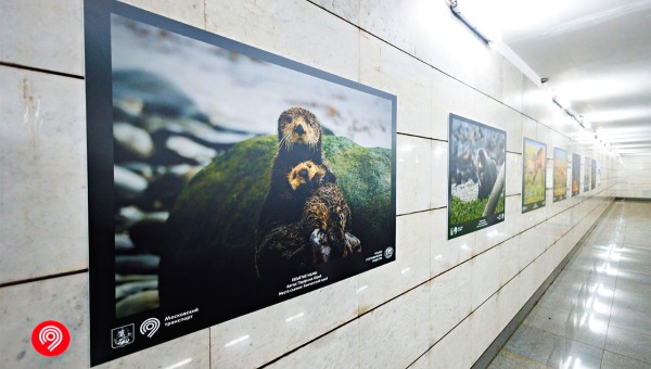 Столько милоты, красоты нежности в московском метро ещё не было