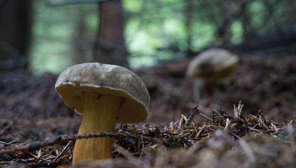 Россиянин отправился в лес за сморчками, а нашёл редчайший «молодильный» гриб
