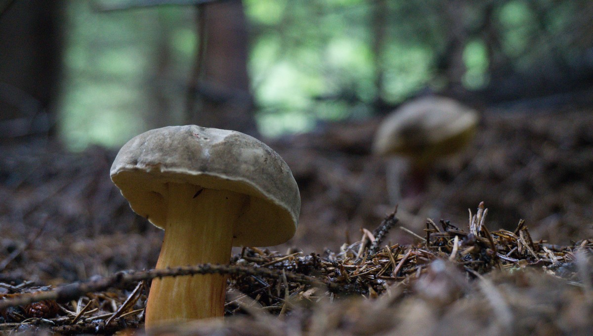 Россиянин отправился в лес за сморчками, а нашёл редчайший «молодильный» гриб