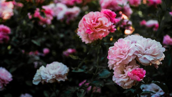 Райский сад: посадите эти 5 цветов и ваш участок наполнится невероятным ароматом