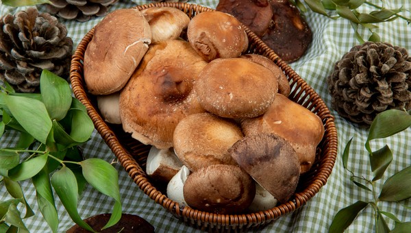До 5 видов маслят: лучшие грибы в мае в Подмосковье можно собрать именно в этой локации