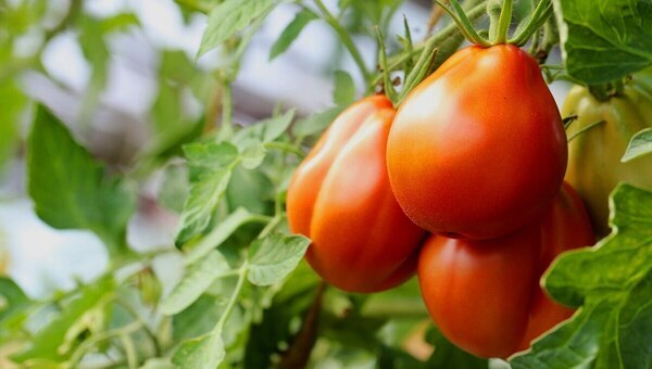 Эти 5 сортов сливовидных томатов завалят роскошным урожаем
