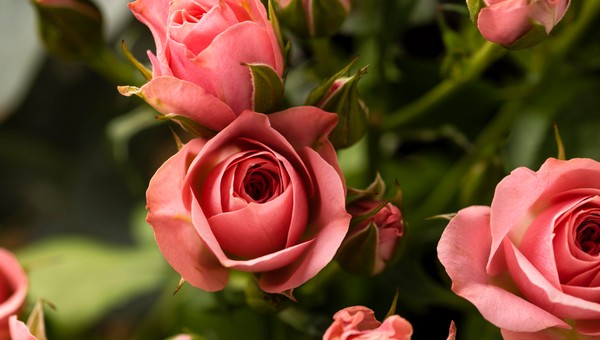 Дачникам назвали топ-10 поразительно красивых и неприхотливых сортов роз