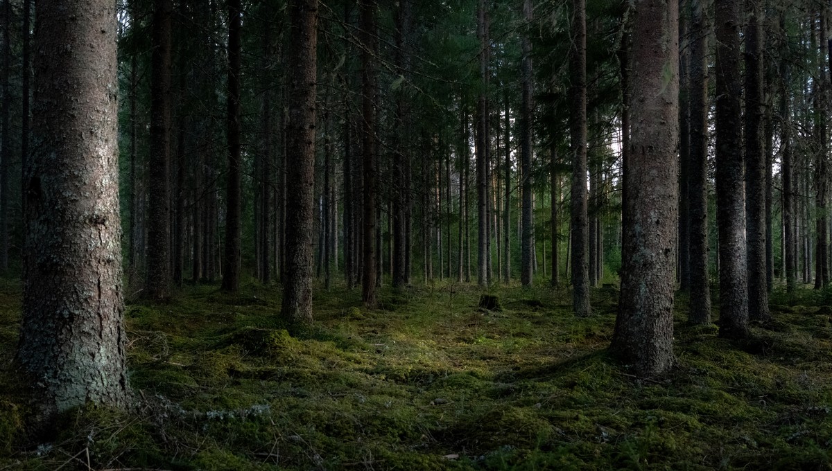 Скоро в лесах Подмосковья появится кое-что необычное — не смейте это трогать 
