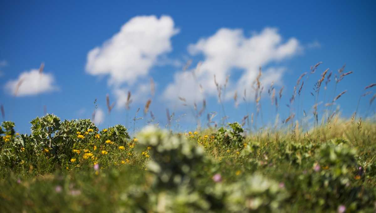 Синоптик пообещал нечто приятное в начале августа в Подмосковье