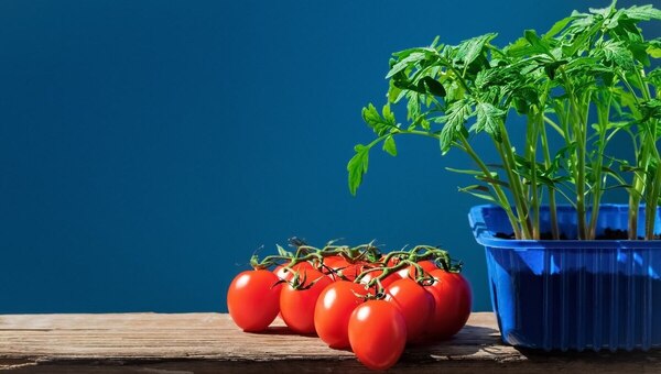 Рассаду томатов в мае лучше высаживать исключительно в эти удачные дни