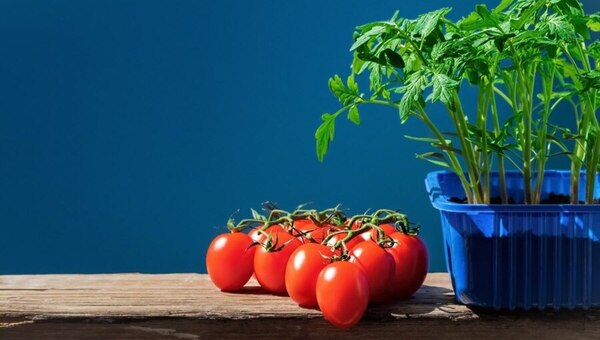 Когда нужно сеять томаты на рассаду в марте 2024 года