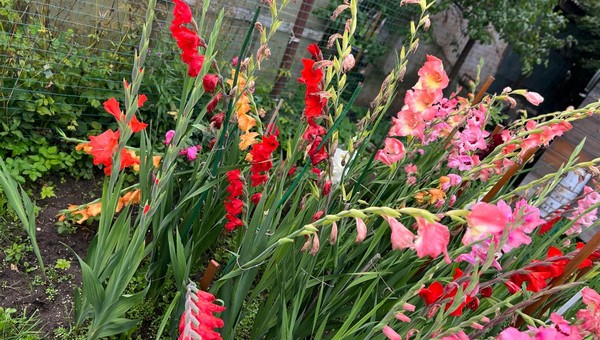 Гладиолусы — прошлый век: высадите эти 5 красивейших луковичных цветов