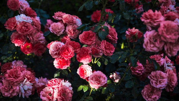 Соседский сад померкнет на фоне вашего: топ-3 сорта розы, которые цветут лучше всех и не требуют ухода