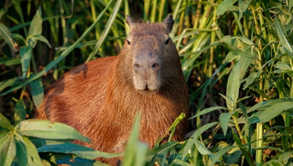 Сотни капибар и дикобразов прилетели в Подмосковье