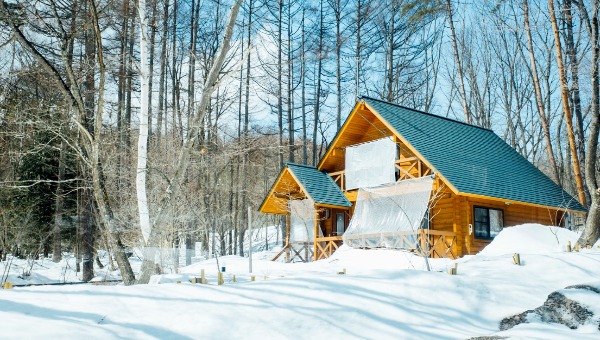 Когда правильно снимать с роз укрытия