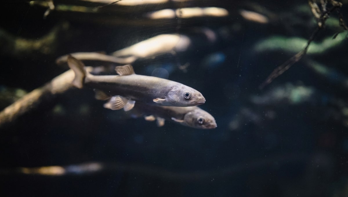 В один из водоёмов Подмосковья выпустили тысячи мальков сазана