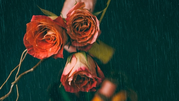 Когда обрезать розы под зиму по лунному календарю в 2025 году