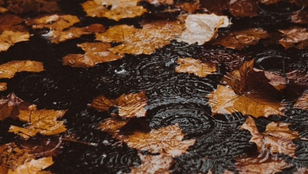 Эти дни на новой неделе в Подмосковье станут самыми дождливыми