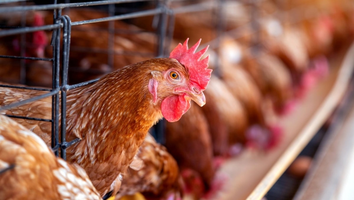 В этом округе Подмосковья построят огромную птицефабрику