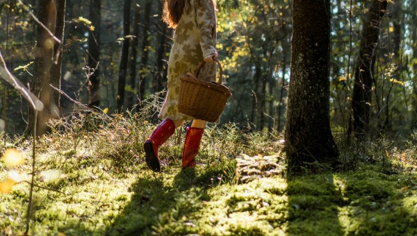 Лес в Подмосковье удивил витаминными находками