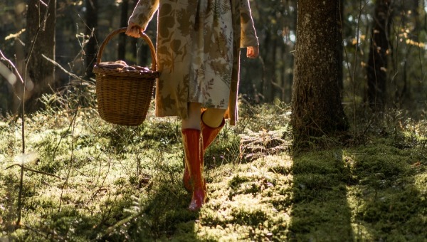 Горы сморчков собирают на этих направлениях в Подмосковье