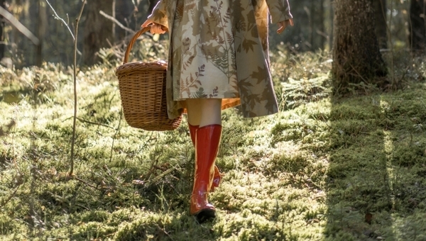 Сбор ценнейшего природного дара в разгаре в Подмосковье