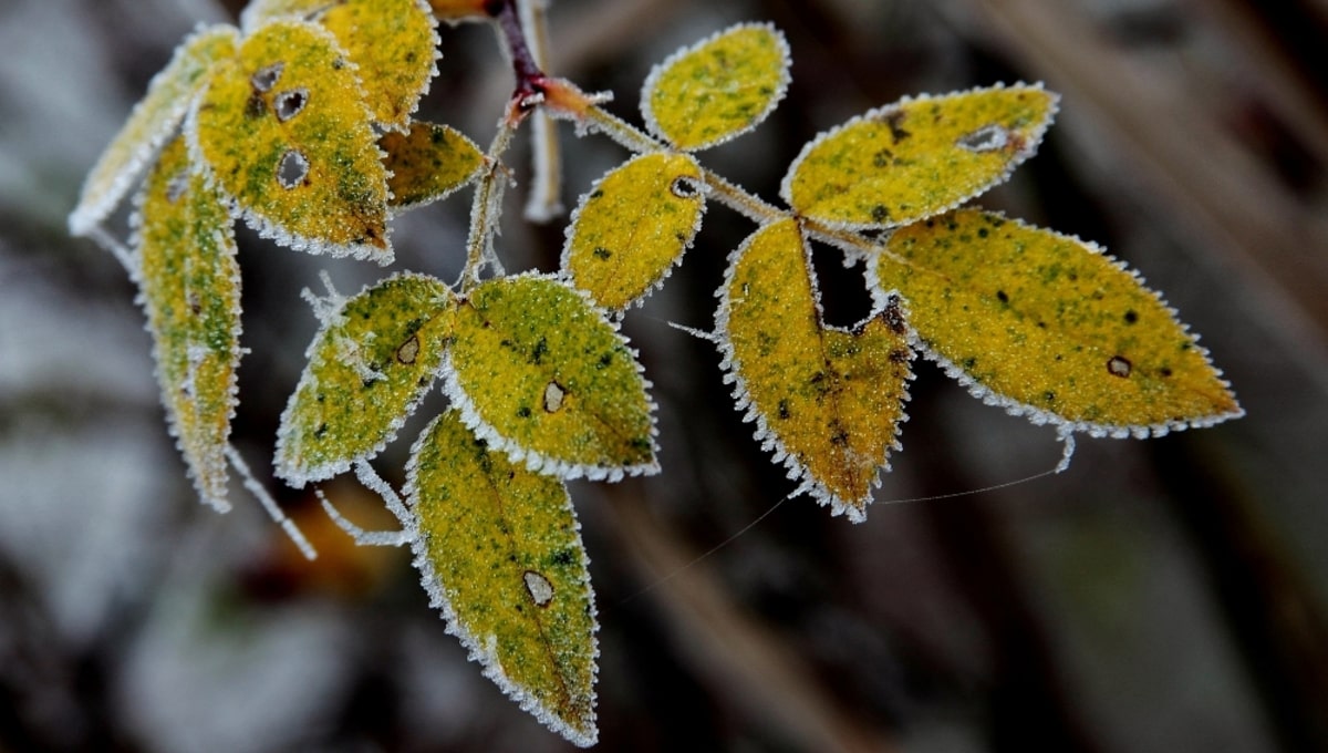 От 26 градусов до нуля — в Подмосковье произойдёт обвал холода