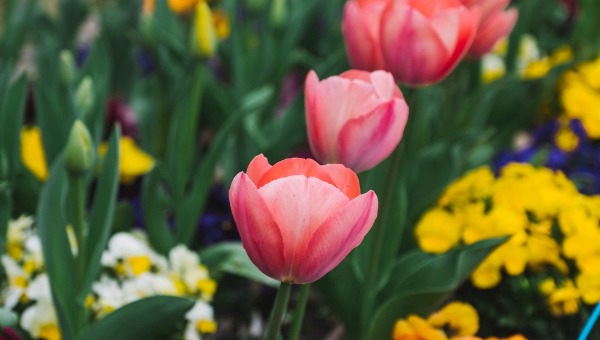 Чем подкормить тюльпаны до начала цветения