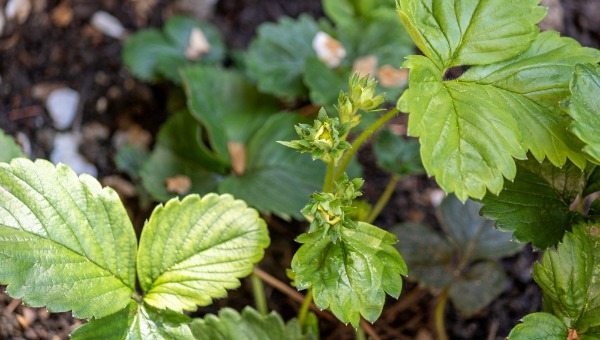 Простейшая подкормка для клубники в апреле — рассыпал и забыл