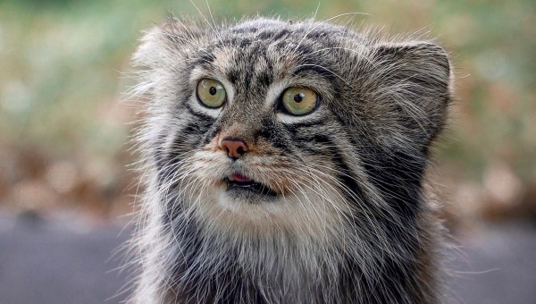 Почему не надо жалеть одинокого манула Тимофея — объяснили в Московском зоопарке