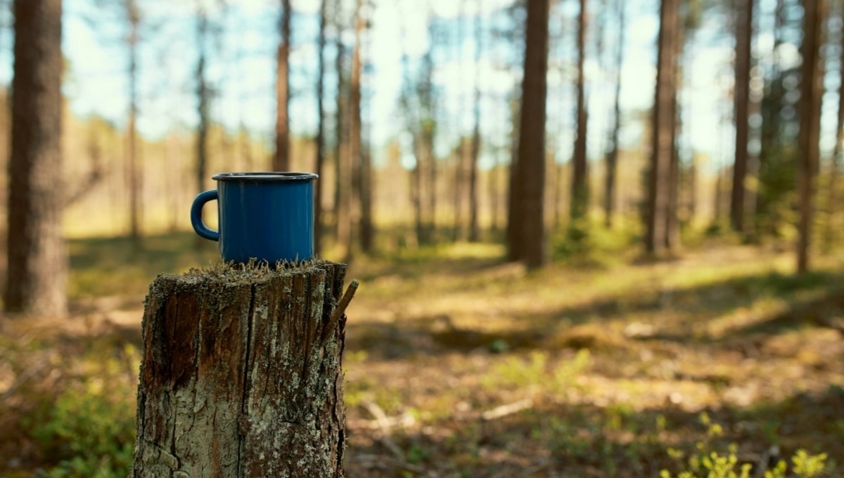 «Ягод полно!» Природа Подмосковья снова удивляет