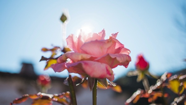 Розы скажут спасибо за такую подкормку весной