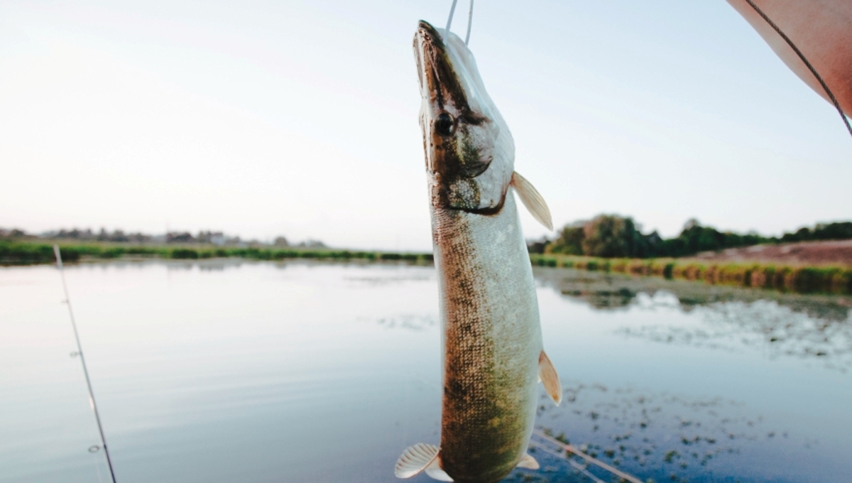 «Щука кишит!» Рыбаки в восторге от клёва на этих водоёмах Подмосковья