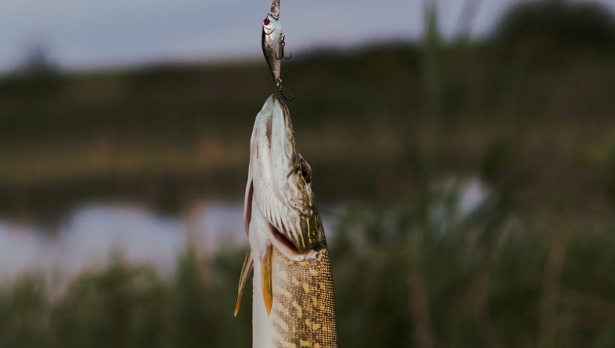 Рыбаки назвали самые «щучные» водоёмы Московской области