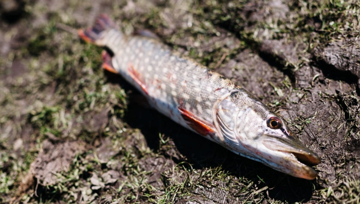 Тысячи рыб погибли в этой подмосковной реке из-за людей