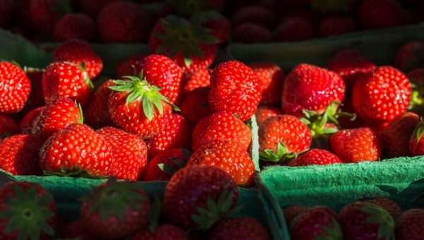 Росельхознадзор в Подмосковье уничтожил гору свежей клубники