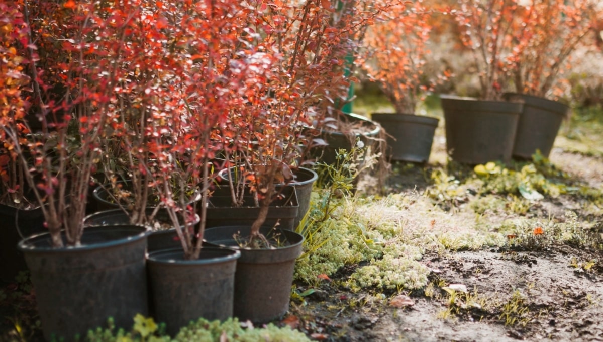 Четыре самых выносливых кустарника для сада