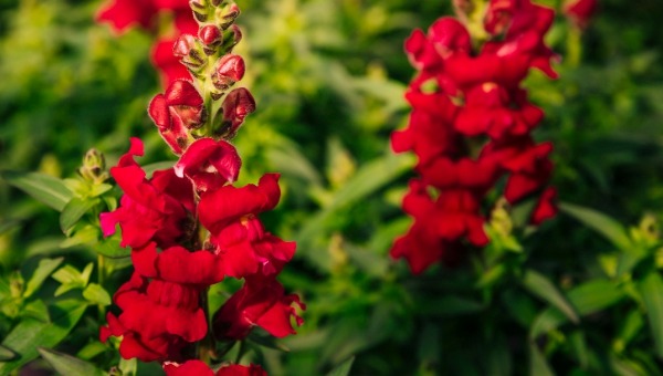 Сейте этот огненный цветок на рассаду с конца января без раздумий