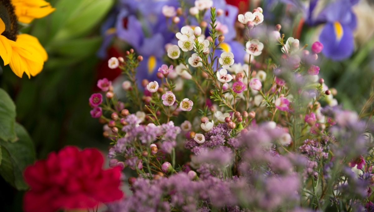 Купите эти семена цветов прямо сейчас, чтобы посеять на рассаду в январе