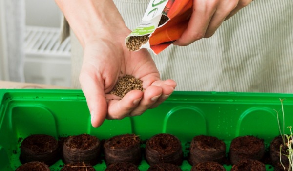 Все дни в феврале-2026, когда можно сеять цветы на рассаду по лунному календарю