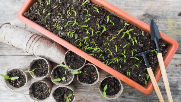 Этот день в начале апреля - неудачный для работ с рассадой