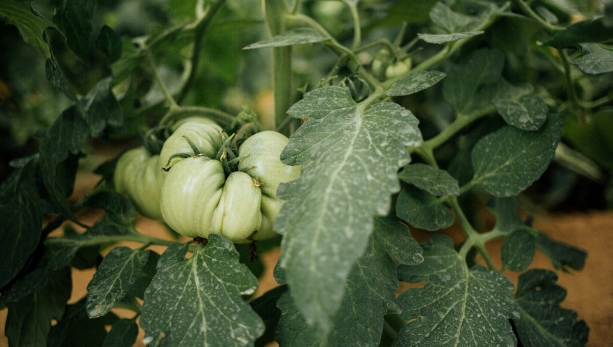 Эти недорогие таблетки из аптеки помогут томатам в августе не заболеть