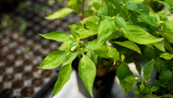 Перец и баклажаны на рассаду надо сеять только в эти дни в марте-2026