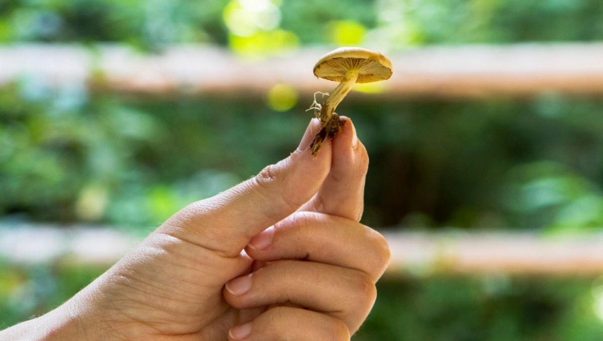 В Подмосковье стали находить «лимонные» и оранжевые опята — что это?