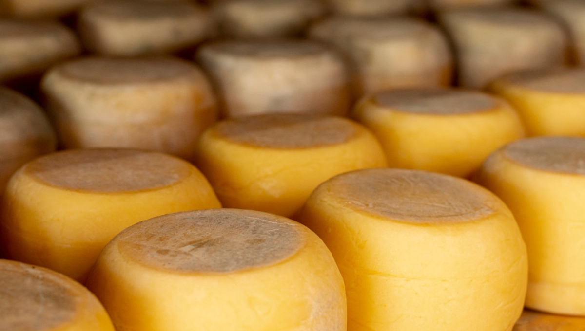 Более 12 тонн дорогого сыра уничтожили путём измельчения в Подмосковье