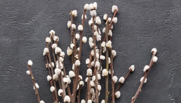 Начинается Вербная неделя. Что делать с вербой после праздника