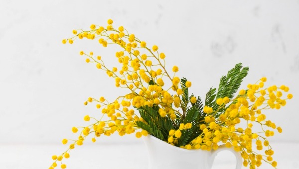 Секрет, чтобы мимоза дольше оставалась свежей и пушистой