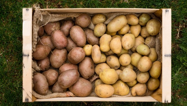 В какие дни по лунному календарю в 2026 планировать посадку картошки