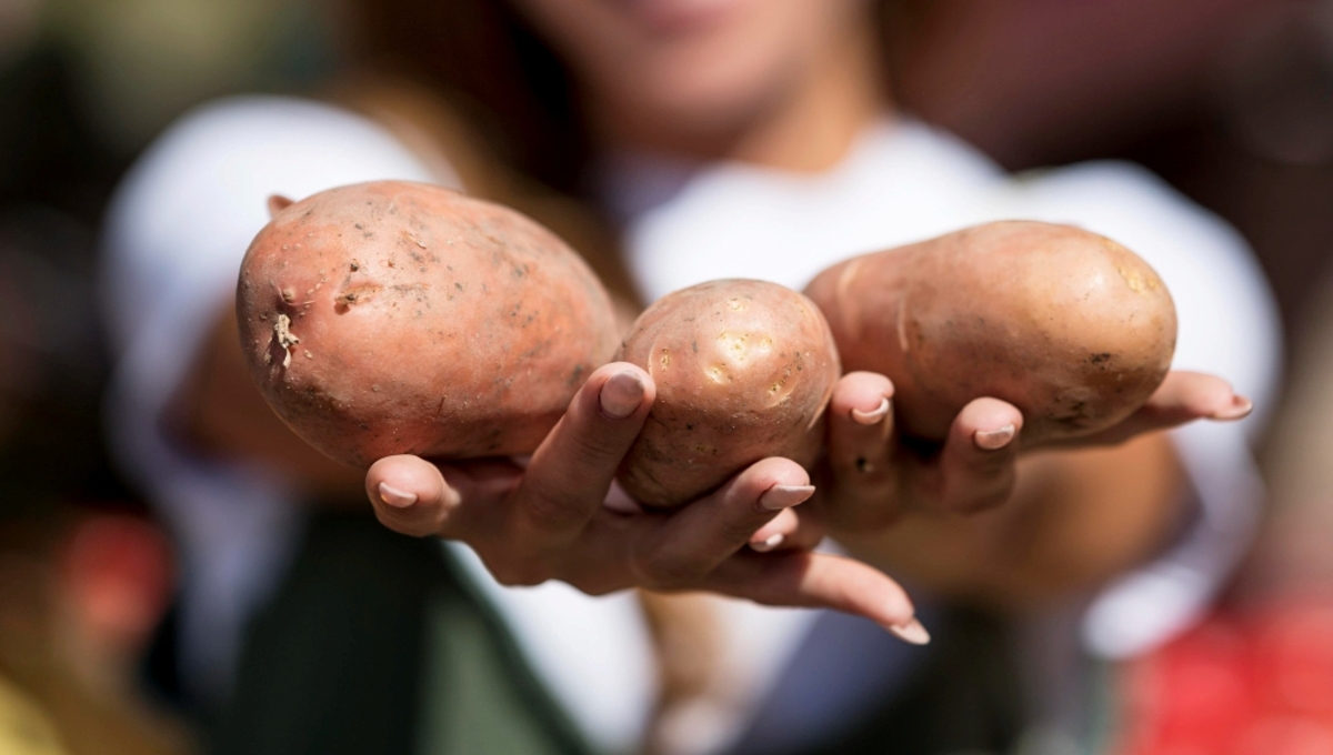 В эти дни августа нельзя копать картофель — будет невкусным и испортится