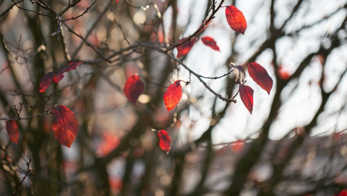 Если до 14 ноября не опадут листья с деревьев — зима удивит