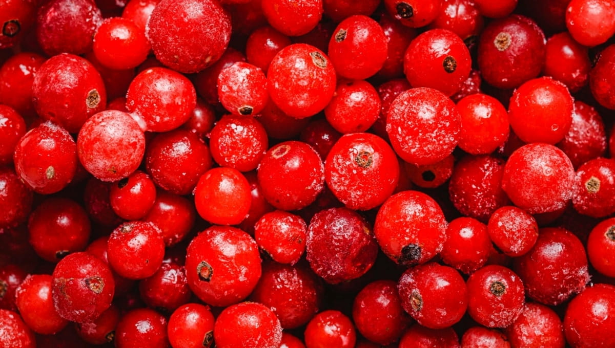 В этих местах Подмосковья клюкву уже собирают вёдрами