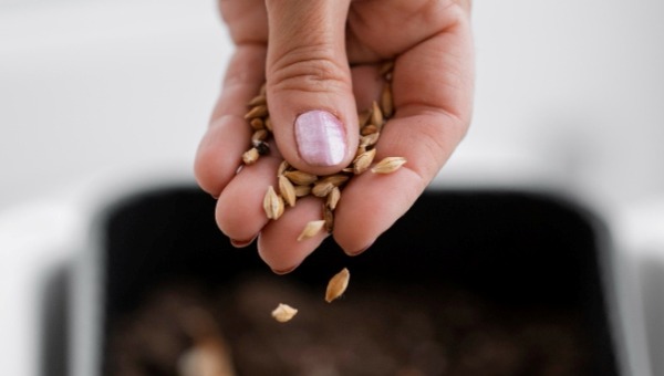 Этот день на Руси считался заветным для посева семян