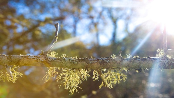 Настоящая климатическая весна придёт в Подмосковье уже на днях